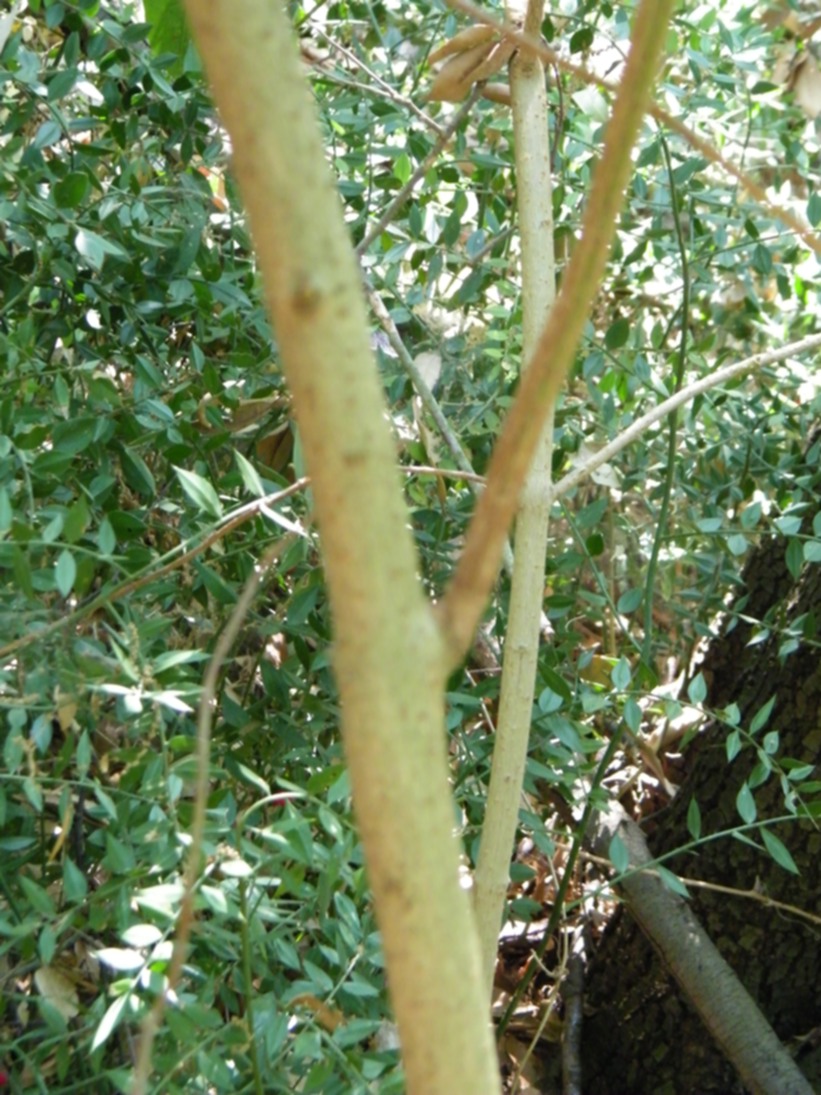 viburno in una lecceta - Viburnum tinus